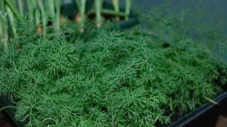 dill bushes