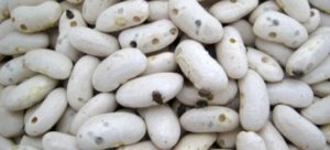 Que faire si les beans sont buggés, comment s'en débarrasser et les gérer