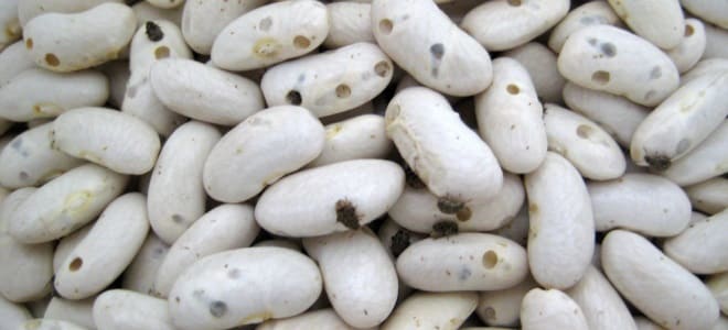 pepijat kacang