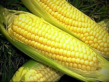 appearance of Caramello corn