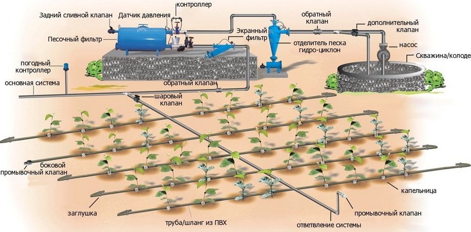 irrigation goutte à goutte