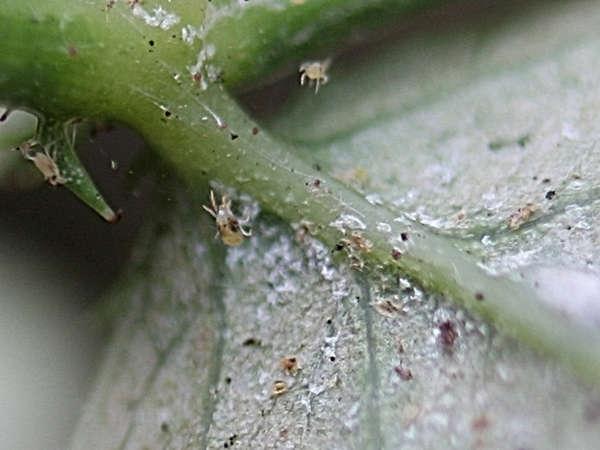 spider mite