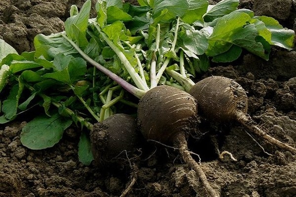 radish from the garden