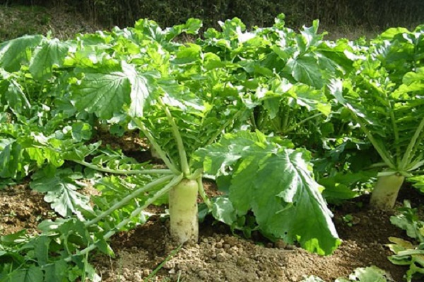 summer harvest