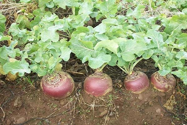 black radish