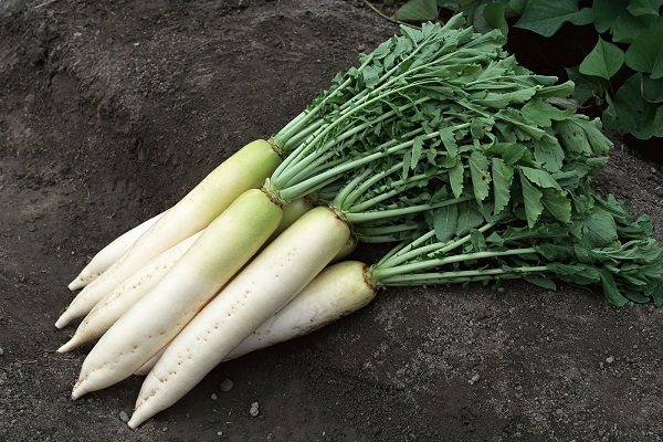 colocando un cultivo de raíces