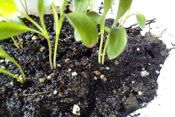 pedúnculos de cilantro