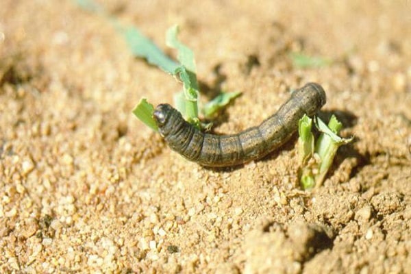 coriander insecticide