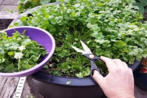 Cómo cultivar cilantro en invierno en el alféizar de una ventana a partir de semillas en casa