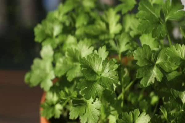 coriander on the windowsills