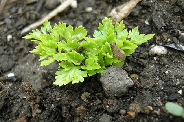 jardinero de verduras