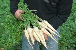 Características del cultivo y cuidado del perejil de raíz en campo abierto.