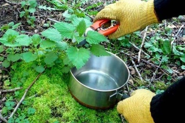 collecting nettles