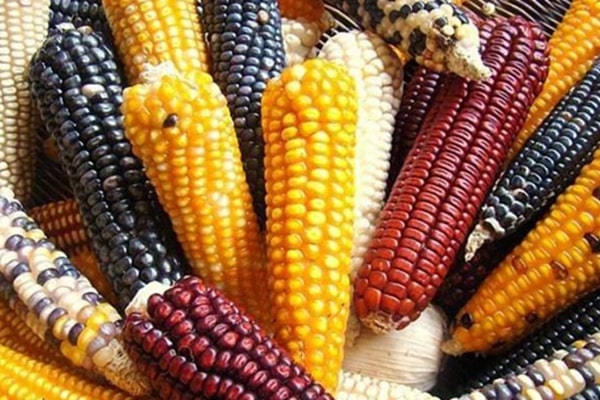 multicolored corn