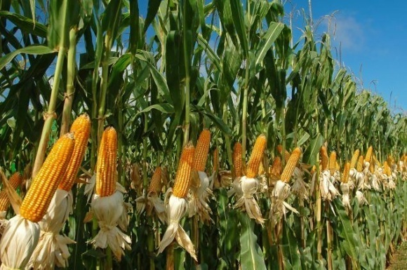 jagung ladang terbuka