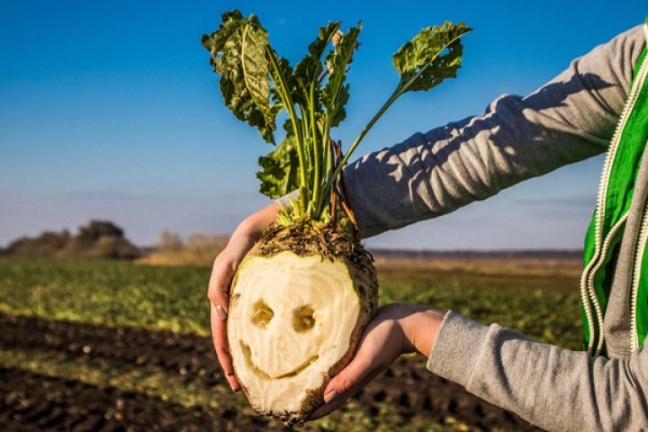 funny sugar beet