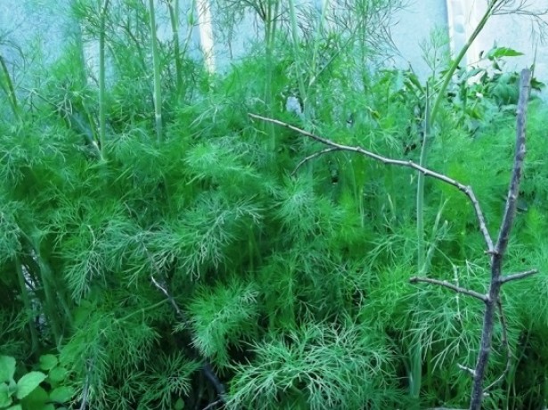 dill crop dill