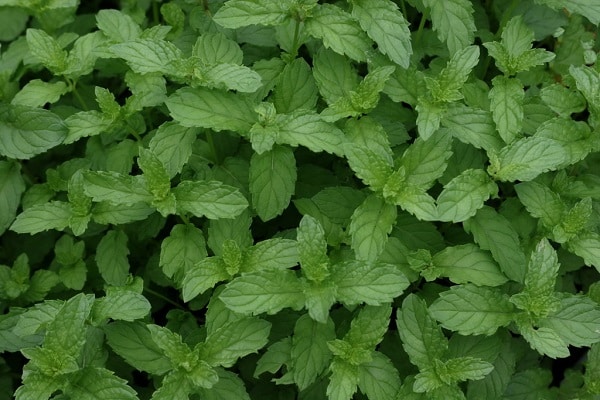 moroccan mint