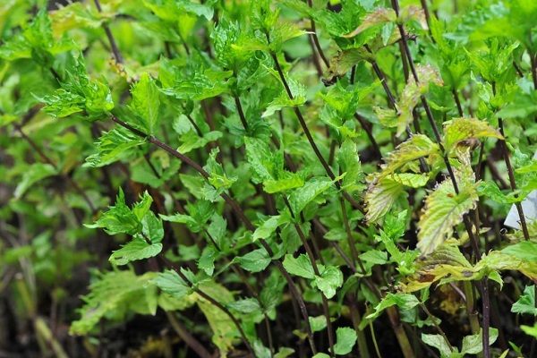 mauvaises herbes supplémentaires