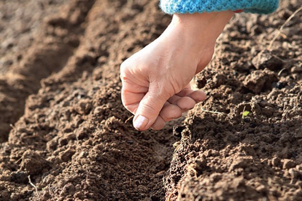 planting seeds