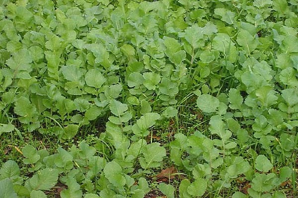 propiedades de la planta