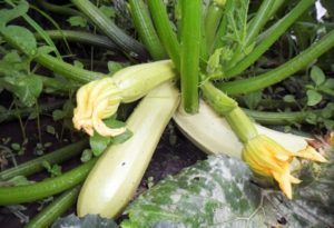 Description of the Kavili zucchini variety, cultivation features and yield