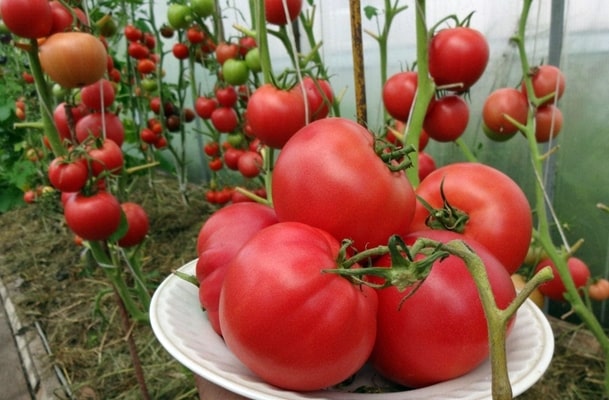 buisson de tomates vin framboise f1