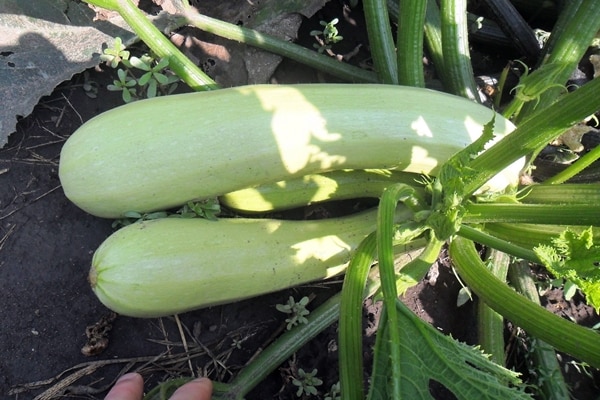 Calabacín kavili en el jardín