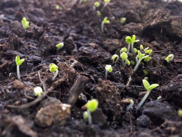 Description of ombalo - marsh mint, planting and care features