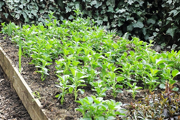 peas before winter