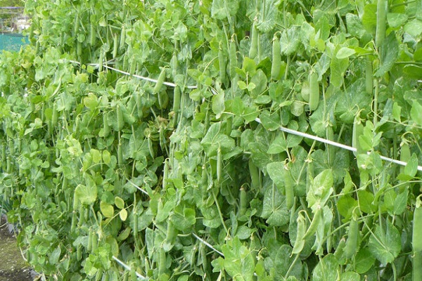 wintering peas