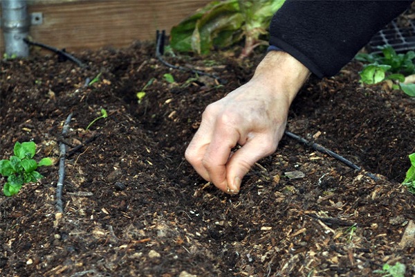  peat cups