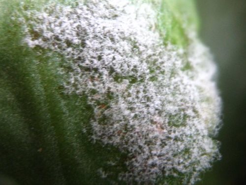 Powdery mildew