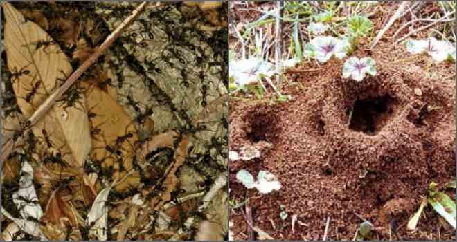 fourmilière dans le jardin