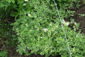 Descripción de la variedad de menta de piña variegata, características de plantación y cuidado.