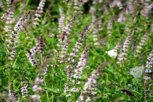 Description of the variety of spike (garden) mint, features of cultivation and care