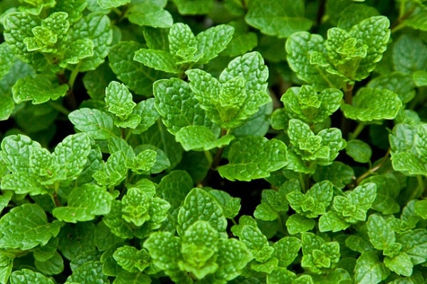 menthe frisée