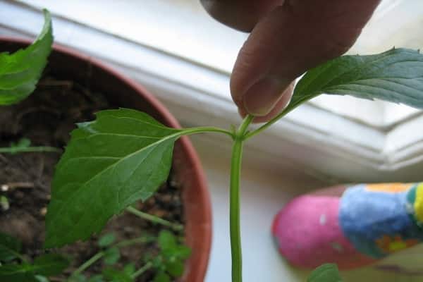 traité avec du permanganate de potassium