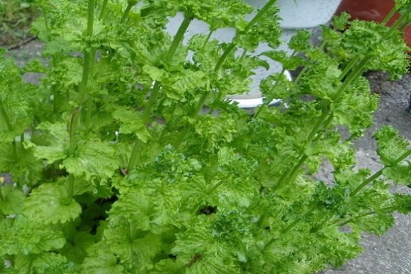 les mauvaises herbes sont éliminées