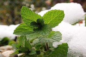 Description de la variété de menthe poivrée Kuban menthe, caractéristiques de culture et de soins