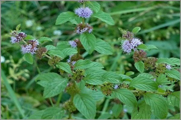 variedades de campo