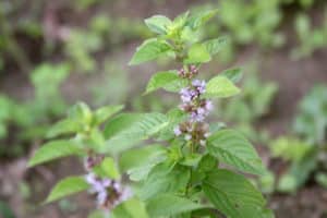 Description de la variété de menthe des champs, propriétés médicinales et contre-indications