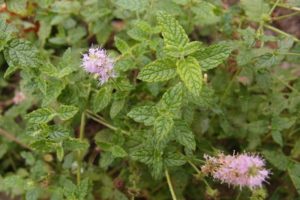 Description of the strawberry mint variety, recommendations for growing and care