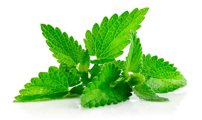 mint leaves