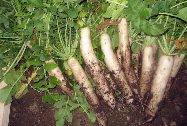 La cosecha de Daikon Dubinushka