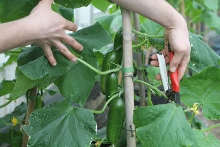 cucumber leaf care