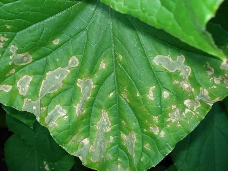 ascochitis on cucumbers