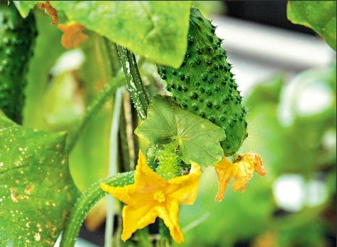 cucumber bush