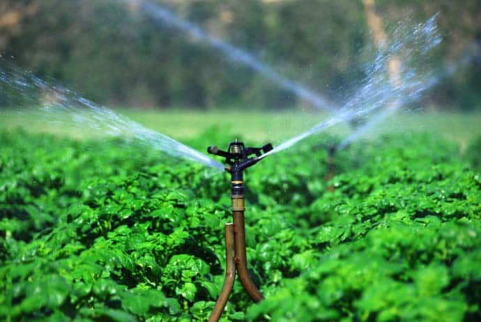 watering potatoes