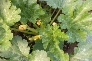 Description des maladies des courgettes en plein champ, traitement et contrôle de celles-ci